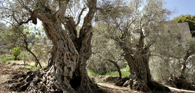 La investigadora de la UCO Concepción Muñoz participa en un reportaje de 'The New York Times' sobre olivos centenarios