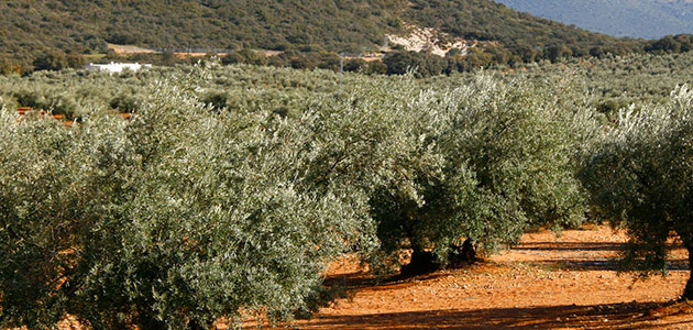 El Consejo Andaluz del Olivar se reunirá el viernes para analizar la caída de precios del aceite