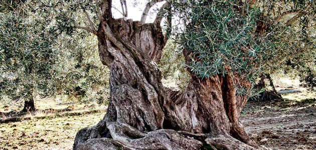 El Consejo Provincial del Aceite aprueba medidas para contribuir a elevar el precio del aceite de oliva