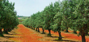 La evolución del sector del aceite de oliva en Portugal