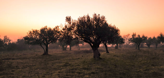 Los agricultores españoles percibirán 2.563 millones de euros en pagos anticipados de las ayudas directas de la PAC