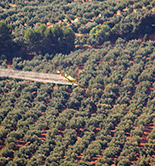 Citoliva e Inoleo invitan a participar en una encuesta sobre la mosca del olivo