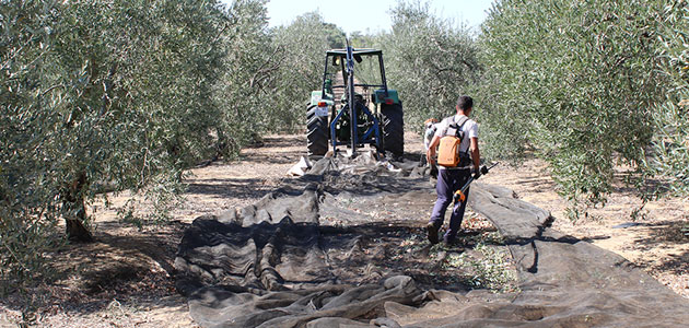Campaña 2022/23: las cooperativas prevén una producción de alrededor de 700.000 t. de aceite de oliva en Andalucía