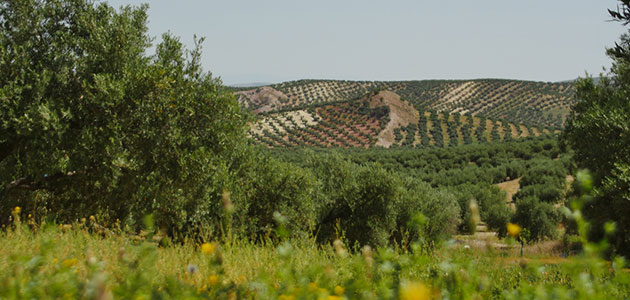 Las lluvias del mes de marzo dan un respiro al olivar y generan optimismo en el sector con vistas a la próxima campaña