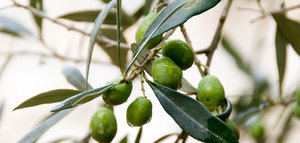 Las cooperativas oleícolas solicitan al MAPA la incorporación del aceite de oliva en las medidas de crisis