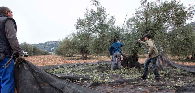 El Gobierno rebaja a 10 el número de peonadas necesarias para acceder a subsidio y renta agraria en el olivar hasta junio de 2023