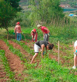 El 31% de las cooperativas en España tiene actividad en el sector del aceite de oliva
