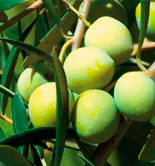 Cooperativas prevé que la producción de aceite de oliva aumente un 48% esta campaña