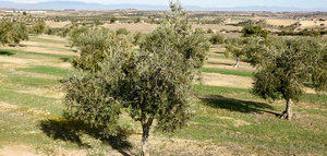Activadas las ayudas a las cooperativas catalanas de aceite de oliva para paliar las pérdidas por la sequía