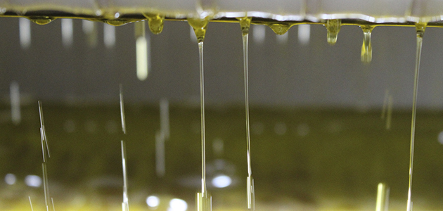 Las cooperativas prevén una producción final de aceite de oliva menor a la esperada y tensión en el arranque de la próxima campaña