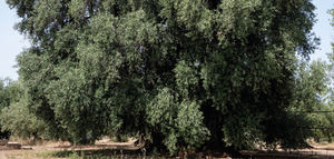 La reina Coratina, una variedad líder que rompe barreras