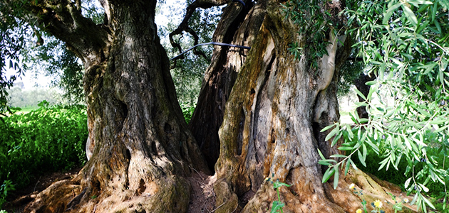 Nace 'Corato Cultivar Bellezza' , una iniciativa donde la variedad coratina se convierte en una experiencia
