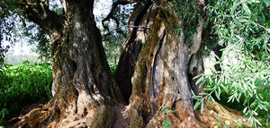 Nace "Corato Cultivar Bellezza" , una iniciativa donde la variedad coratina se convierte en una experiencia