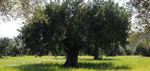 Comienza la campaña de aceite de oliva en la provincia de Córdoba