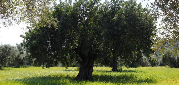 Comienza la campaña de aceite de oliva en la provincia de Córdoba