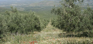Investigadores del IAS-CSIC evalúan el impacto positivo de la agricultura regenerativa en el olivar