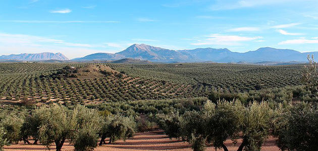 ¿Cuánto cuesta producir un kilo de aceite de oliva en Jaén?