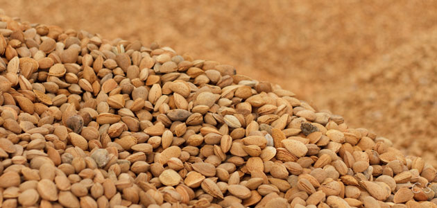 Crisolar Nuts recibe la autorización para exportar almendras a China