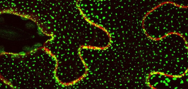 Revelan un nuevo mecanismo molecular que permite a las plantas sobrevivir al estrés ambiental