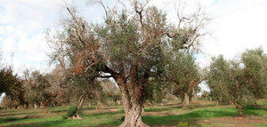 El CSIC lidera un proyecto internacional para mitigar los daños generados por la Xylella fastidiosa