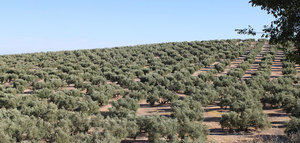 Bioliza y Andaltec liderarán dos propuestas innovadoras sobre bioeconomía del olivar en Andalucía