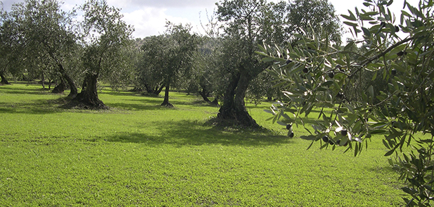 Investigadores del ceiA3 comparten sus experiencias en el uso de cubiertas vegetales en el olivar