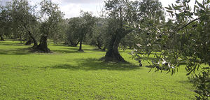 Estudio de cubiertas herbáceas nativas en el olivar