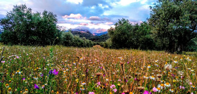 Los márgenes florales gestionados benefician a los polinizadores y a los cultivos