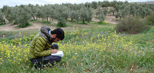 Investigadores de la UJA consideran esencial el manejo extensivo de cubiertas vegetales de olivar para incrementar la diversidad de especies