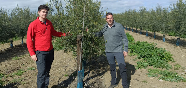 Jóvenes agricultores realizan estancias formativas en explotaciones de olivar de Jaén