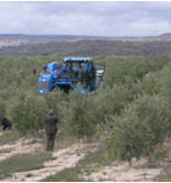 La UPM desarrollará la cuarta edición de su Curso de Olivicultura entre septiembre y diciembre