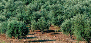 La producción mundial de aceite de oliva se situará en 3,44 millones de toneladas en la campaña 2025/26