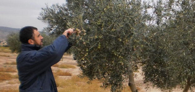 La Comunidad de Madrid ofrece nuevos cursos sobre olivicultura y cata de AOVE