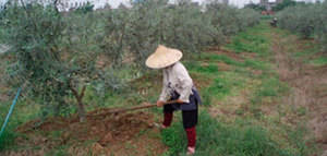 La UPM clausura este viernes su IV Curso de Olivicultura con una jornada sobre el olivar en China