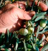 Curso práctico de olivicultura ecológica