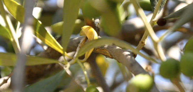 La olivicultura, en los Cursos de Otoño de la Escuela Universitaria de Osuna