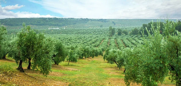 Andalucía pedirá que el olivar y la ganadería ecológica sean eco-regímenes 'per se' en la PAC