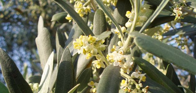 Las Universidades de Jaén, Extremadura, Évora y UNIA organizan un Título de Experto en Olivicultura, Elaiotecnia y Marketing de Aceites de Oliva