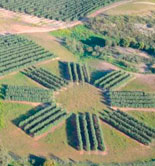 La UPM inaugurará su IV Curso de Olivicultura el próximo 16 de septiembre