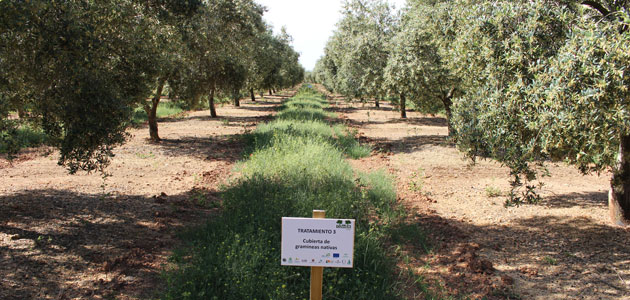 Un proyecto constata los beneficios de la implantación de cubiertas vegetales de especies nativas en olivar