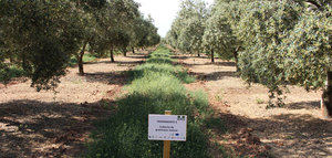 Un proyecto constata los beneficios de la implantación de cubiertas vegetales de especies nativas en olivar