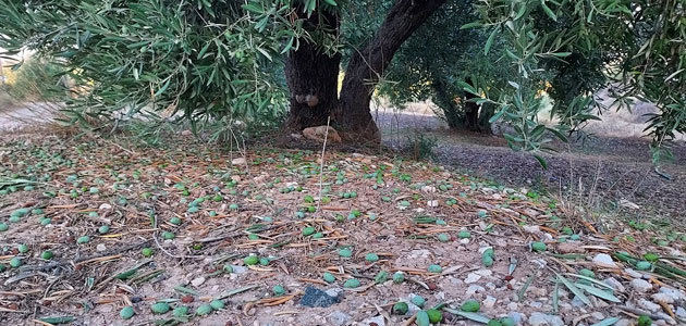El olivar, entre los cultivos afectados por la DANA de las últimas horas