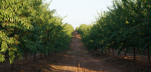 DePrado yDcoop avanzan en la producción agrícola sostenible, la innovación y el acceso a mercados de mayor valor añadido