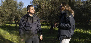 El olivo, emblema del ayer y motor del mañana