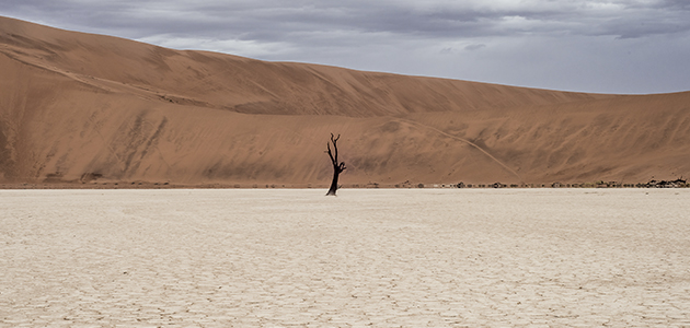 La lucha contra el cambio climático en el olivar, protagonista del encuentro OLEA entre la UJA y el COI