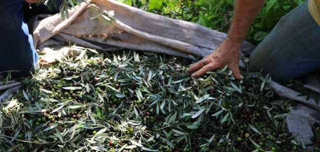 Brasil celebrará el 17ª Día de Campo de la Olivicultura