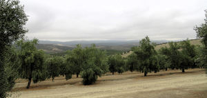 Aranceles, mercado, Xylella fastidiosa y promoción centran el Grupo de Diálogo Civil del Aceite de Oliva de la UE