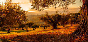 La Unesco declara el 26 de noviembre Día Mundial del Olivo
