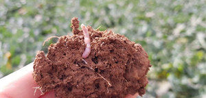 Prueban la eficacia ambiental y agronómica de la aplicación de compost en los suelos frente a los tradicionales fertilizantes