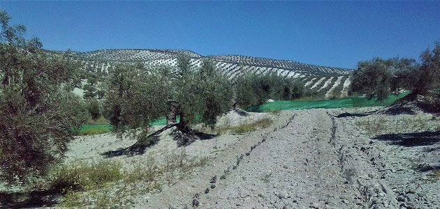 Los caminos para la diversificación de cultivos en el campo español se presentan en una jornada virtual